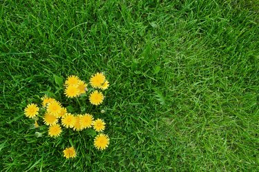 Yellow dandelions and green grass