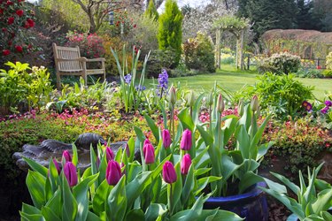 Springtime in English domestic garden.