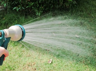 Watering the Plants