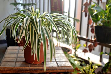 Spider plant-Home balcony-India