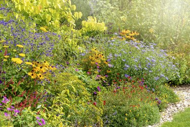 A English late Summer garden Herbaceous flower border with Rudbeckias and Michaelmas daisies