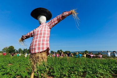 Scarecrow in field.