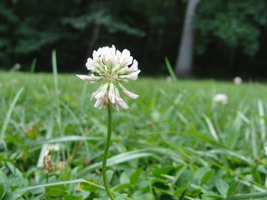 White Clover Blooming Outdoors