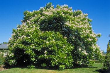 Catalpa bignonioides (Indian Bean Tree), mature tree in parkland
