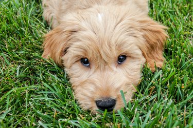 Is purple fountain grass poisonous hot sale to dogs