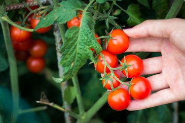 Picking cherry tomatoes