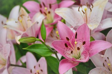 Asiatic Lily 'Chianti' Lilium