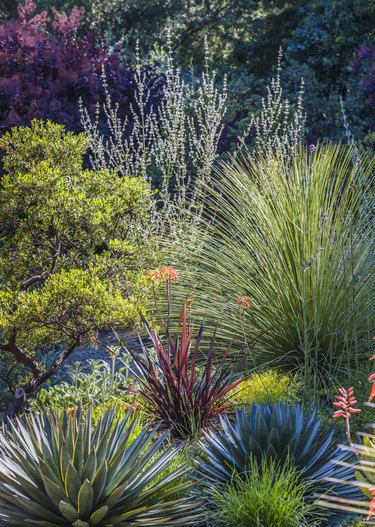 Low water use garden
