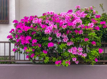 Azalea against wall of house