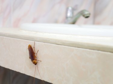 Cockroach in house on background of toilet