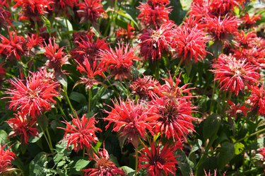 Red beebalm or monarda didyma herb