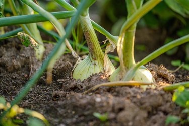 eco gardening, country garden with vegetables, onion, potatos and carrot growing. onion