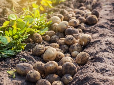 potatoes in the farm.