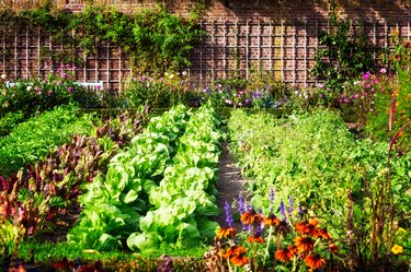 Vegetable garden