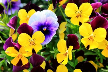 Close-Up Of Pansies Blooming Outdoors