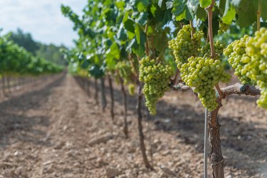 Grapes growing in vineyard