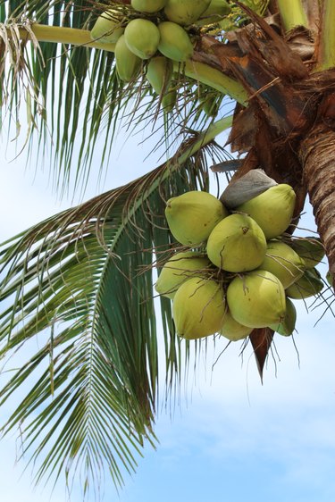 Low Angle View Of Coconut Palm Tree Against Sky