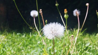 Close-up of dandelions