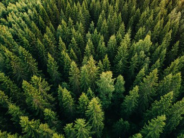 Aerial top view of summer green trees in forest in rural Finland.