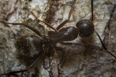 Black Carpenter Ant Macro
