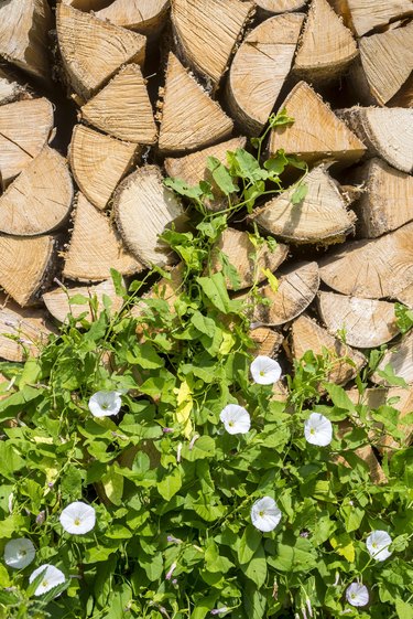 Larger bindweed (Calystegia sepium), white blossoming on woodpile, Styria, Austria