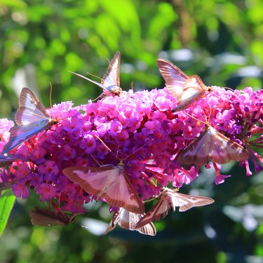 box tree moth butterflies on butterfly-bush