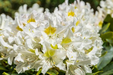 beautiful white rhododendron flowers in macro closeup, popular plant specie from Asia