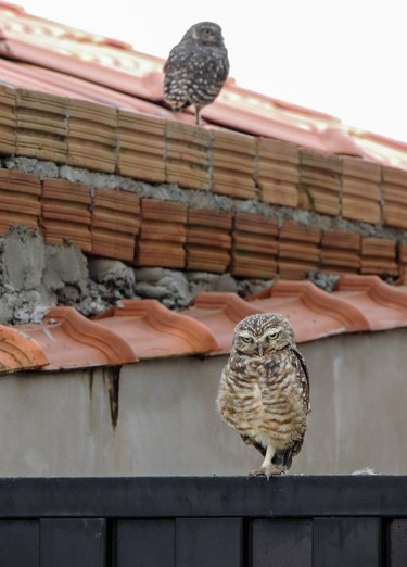 Owls on a House's Rooftop