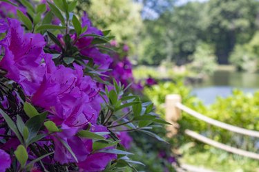 Indian azalea flower shoot. Purple. Taken in the woods.