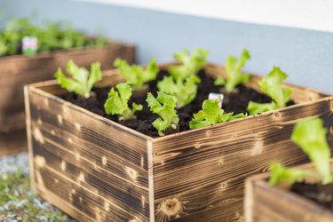 Salad cultivation in the city garden