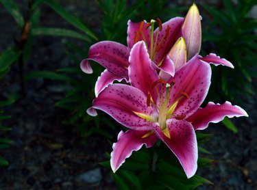 star gazer oriental lily