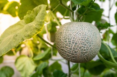 close up of melon fruit with leaves in the farm