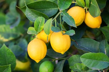 Lemon tree with fruits.