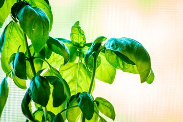 Basil growing on a sunny day inside