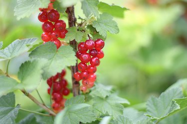 Red Currants