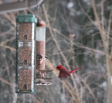 Birds at a feeder.