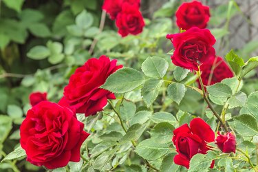 Flowers of a red rose in a flower garden, close-up