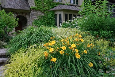 Yellow lilies in front yard of a vine covered house