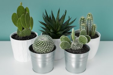 Collection of various cactus and succulent plants in different pots. Potted cactus house plants on white shelf against turquoise colored wall. Top view.