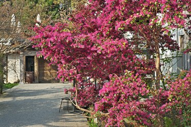 Loropetalum chinense