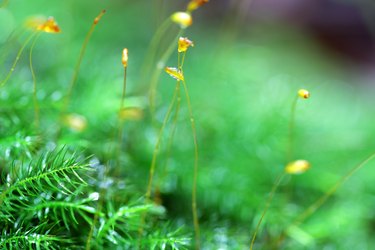 close up of sphagnum moss in rain forest background.