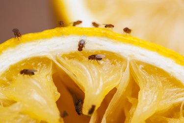 Fruit flies