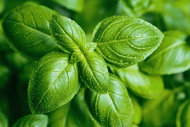 How to Use Basil as an Insect Repellent Hunker