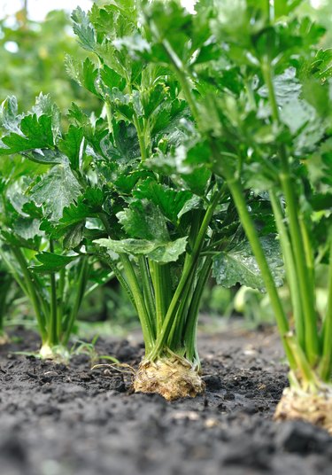 close-up of celery plantation