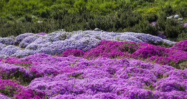 can you dry russian sage