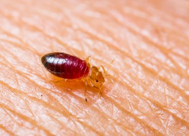 Close-up of a baby bedbug on skin