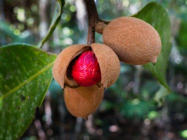 Buah dan biji Queensland Nutmeg (Myristica globosa).