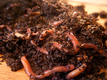 red wiggler worms in compost