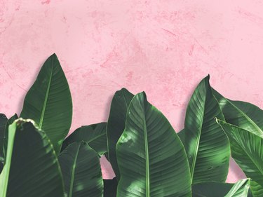 Close up green banana leaves over pink painted grunge concrete wall.