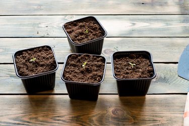 Potted tomato seedlings on a wooden table